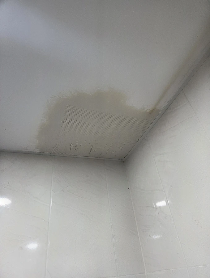 벽 곰팡이 - 벽지 아래에서 번지는 검은 흔적